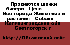 Продаются щенки бивера › Цена ­ 25 000 - Все города Животные и растения » Собаки   . Калининградская обл.,Светлогорск г.